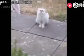 老外看见了一只怪猫😂视频封面