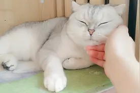 猫咪生气，铲屎官万种方法花式哄猫主子开心，效果还不错！