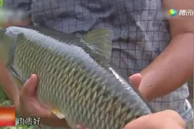 山泉水鱼养鱼新模式，特别是流水大水质好落差大的小山区。视频封面