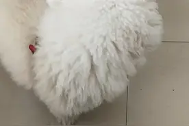 狗狗鼻子里一直发出噗嗤噗嗤的声音是怎么了？就是这几天很严重，视频封面