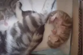 小奶猫睡觉突然惊醒，猫妈妈马上过来把小猫抱在怀里睡觉视频封面