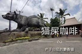 世界上最贵咖啡猫屎咖啡,原来是由麝香猫吃的咖啡豆糞便提取加工