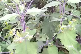 豨莶草，为菊科植物梗豨莶的全草。苦，寒。祛风湿。治风湿痹痛。视频封面