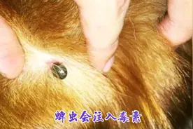 宠物医生:狗狗常见的三种体外寄生虫你都见过吗？视频封面