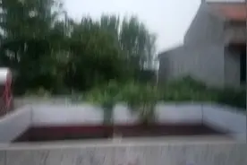 今天上楼喂鸽子，又让黄鼠狼吃了2窝，谁有办法治住它？