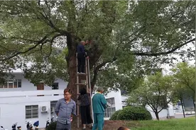 人民医院的一颗百年老樟树，老人要弄点树浆拿去煎药视频封面
