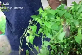 皮肤有湿疹瘙痒，缠腰火丹【带状疱疹】可以用它洗洗。视频封面
