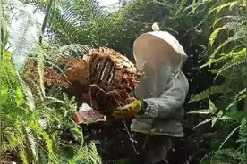 不用挖的黑盾特别大，捉老蜂都有三四斤