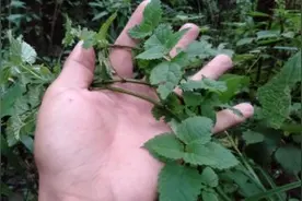 集善周勇:这个草对慢性胃炎、疱疹非常好，太历害了，不要小看它视频封面