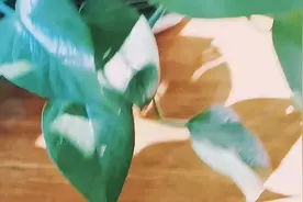 东北话十级测试，史上最土最接地气的短文！视频封面