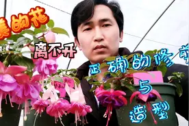超美的阳台花卉倒挂金钟，要花量爆盆，离不开正确的修剪与造型视频封面