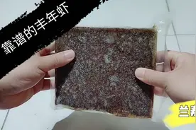 这种丰年虾挺靠谱 颜色红营养高无杂质 兰寿金鱼吃了好消化不生病