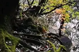 中国的中医.世界的中医视频封面