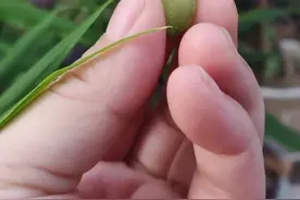 凤仙花🌸的种子轻轻一碰就自爆视频封面