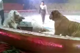 马戏团老虎狮子失控扑吃大白马🐎视频封面