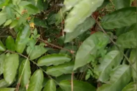 山王帝伴你认草药，鸡爪风视频封面
