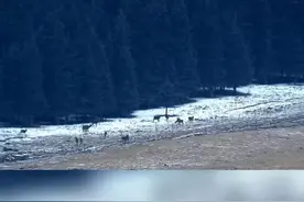 「视听甘肃」天祝：马鹿踏雪觅食图片