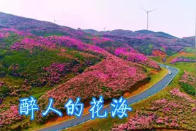 乌蒙大草原的醉美花季图片