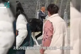 鸵鸟出逃失败被工作人员揪脖子带回 网友：像小时候被老师揪耳朵视频封面