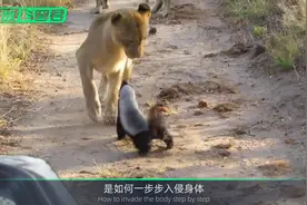 为什么说狂犬病发作后无药可救？视频封面