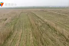君山区：机械化抢收芦苇 更好保护湿地生态图片