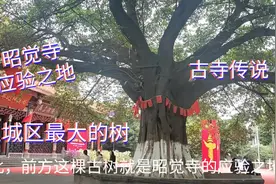 昭觉寺：5.1米粗菩提树，有昭觉寺最神奇的传说！听故事、观古寺视频封面