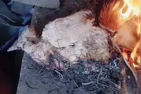 二小家母鸡下蛋憋死了，你说气人不，这到嘴的肉又飞了视频封面