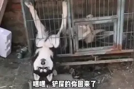 搞笑视频：我这个大嘴巴抽你。