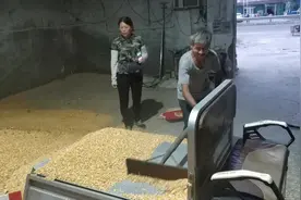 山东农村，帮着大爷去卖玉米，看看2019年新玉米价格怎么样？视频封面