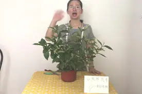 花卉小白都能学会，这是栀子花正确的修剪姿势，其实很简单视频封面