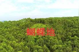 带你看看广西灵山县旧州镇海军副司令赖子英的祖墓蝴蝶地视频封面