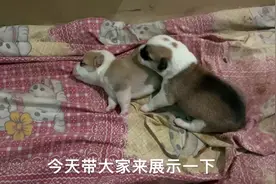 刚出生六天的小柯基，竟然会享受被主人挠痒痒，样子实在太可爱了视频封面