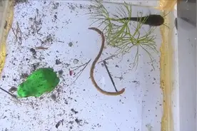 鲶鱼宝宝惊人的胃口，吞噬比自己还大的蚯蚓视频封面
