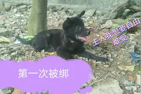 老爱钻房间，小奶狗第一次被主人绑，狗狗会有那么乖顺吗？视频封面