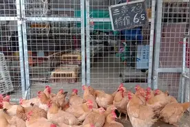 南宁这个市场鸡太便宜了，三黄鸡才6.5一斤，养鸡户又要头疼了视频封面