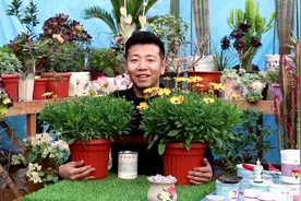 开花爆盆的南非万寿菊，阳台也能要好它，教你几个养护要点！视频封面