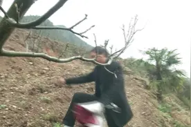 3年内即可挂果的早实核桃竟早亡，核桃树的“怪圈”有点多！视频封面