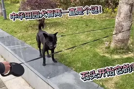 中华田园犬的智商到底有多高？土狗的表现让小伙吃惊「激萌奖金」视频封面