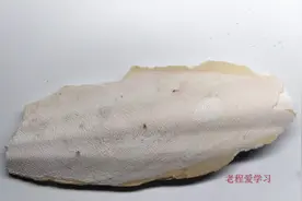 中药海螵蛸乌贼骨的功效，收敛止血，固精止带，制酸止痛视频封面