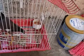 养了2年多的八哥还不会说话 真的要剪它的舌头才能说话吗？愁死了视频封面
