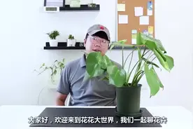龟背竹如何“开背”？很详细的讲解步骤，喜欢的花友们可以学习视频封面