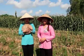 一群越南小姐姐在苞米地里做玉米羹吃，引来一群小孩！视频封面