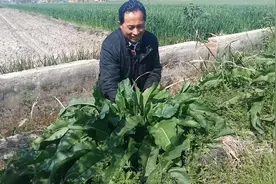 牛舌头草又叫“野菠菜”，它的用途很多人不知道，不妨来看看。视频封面