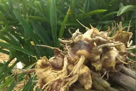 山上的“野山姜”，一种不起眼的植物，却是食药兼用的野生山姜视频封面