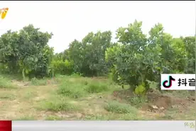 昌江：优质红肉波罗蜜上市 一年可以采收三次果视频封面