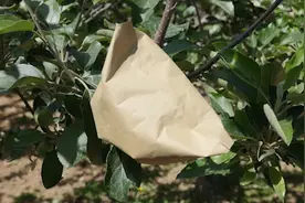 专家现场演示果树套袋规范化操作技术，还不来学习学习？视频封面