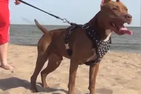 比特犬被列为禁养犬，到底什么原因？凶残的一面，你可能都不知道视频封面