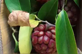 曼妙花朵其妙果实，天下第一奇果视频封面