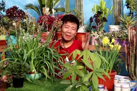 水培水仙开完花，这样换土培，球根照样长，再养一年还能开花！视频封面