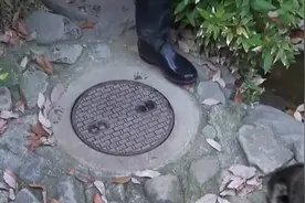 一只患有强迫症的浣熊，盖井盖视频走红，镜头记录全过程视频封面